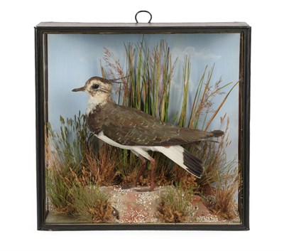 Lot 25 - Taxidermy: A Cased Northern Lapwing (Vanellus vanellus), by John Cooper & Sons, 28 Radnor...
