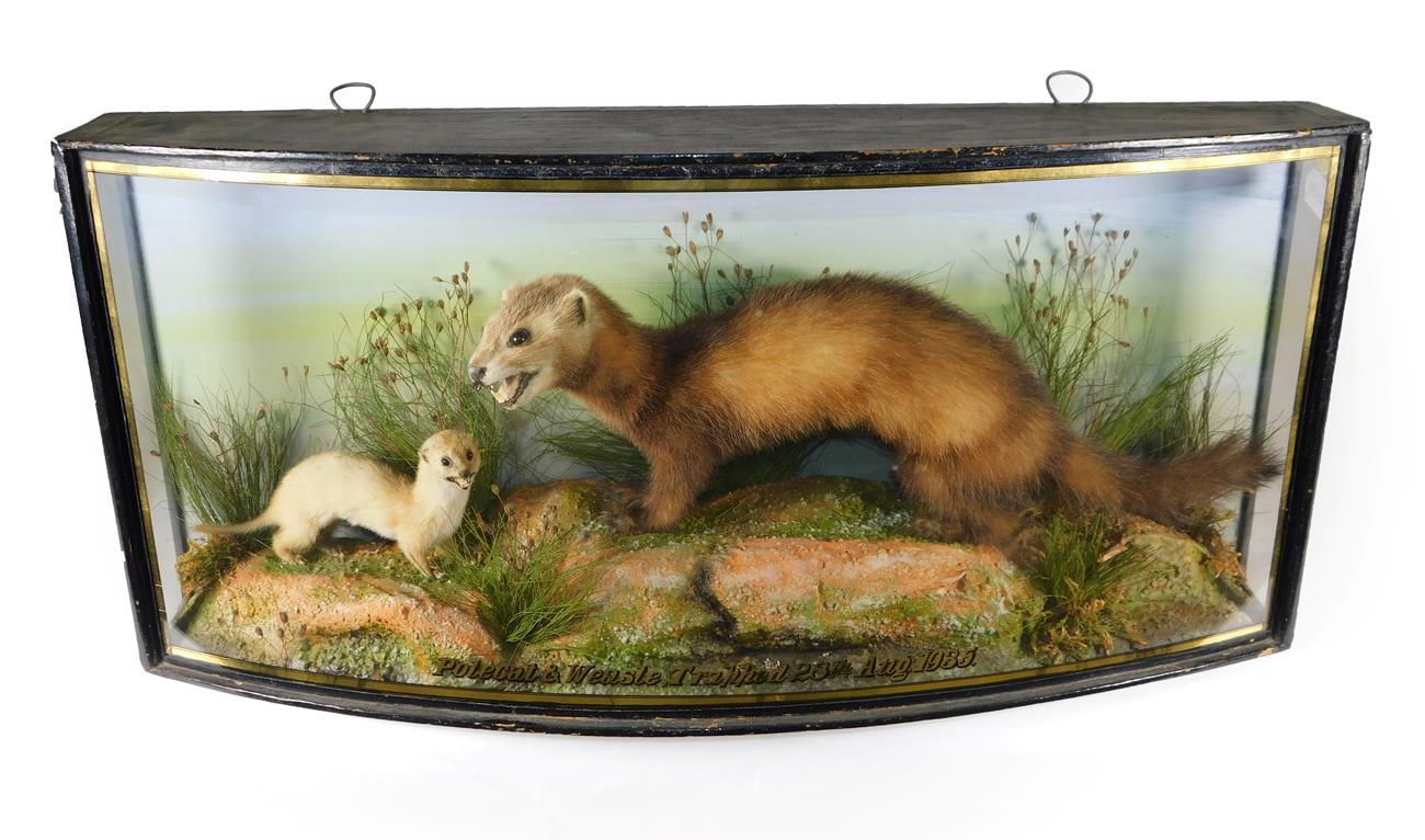 Lot 26 - Taxidermy: A Cased Polecat and Weasel, circa 1935, by John Cooper & Sons, 28 Radnor Street, St...
