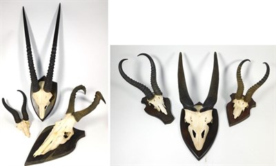 Lot 27 - Antlers/Horns: A Selection of African Hunting Trophy Skulls, a varied selection of horns on...