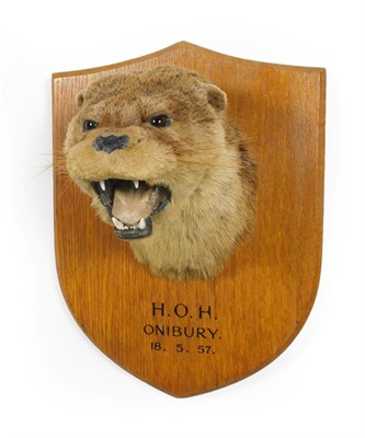 Lot 28 - Taxidermy: A Eurasian Otter Mask (Lutra lutra), circa 18/05/1957, by Army & Navy Stores,...