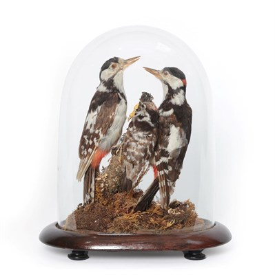 Lot 32 - Taxidermy: A Domed Diorama of Great Spotted and Lesser Spotted Woodpeckers, circa 1900, a pair...