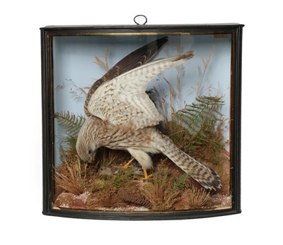 Lot 33 - Taxidermy: A Cased Common Kestrel (Falco tinnunculus), by John Cooper & Sons, 28 Radnor Street,...