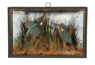 Lot 34 - Taxidermy: A Cased Pair of European Kingfishers (Alcedo atthis), by John Cooper & Sons, 28...
