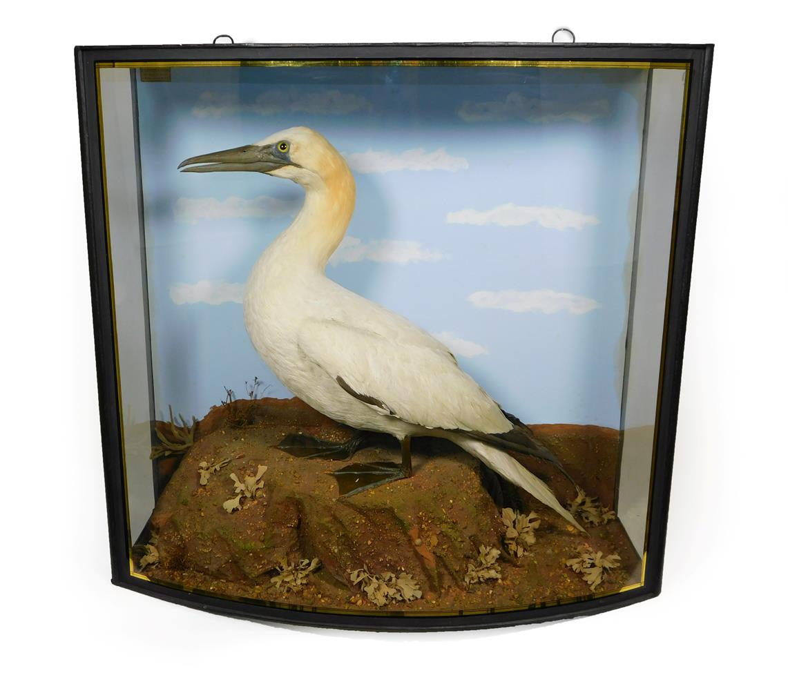 Lot 36 - Taxidermy: A Large Cased Northern Gannet (Morus bassanus), by John Cooper & Sons, 28 Radnor Street