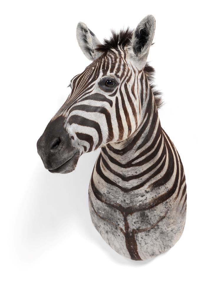 Lot 37 - Taxidermy: A Burchell's Zebra Shoulder Mount (Equus quagga), modern, a superb quality shoulder...