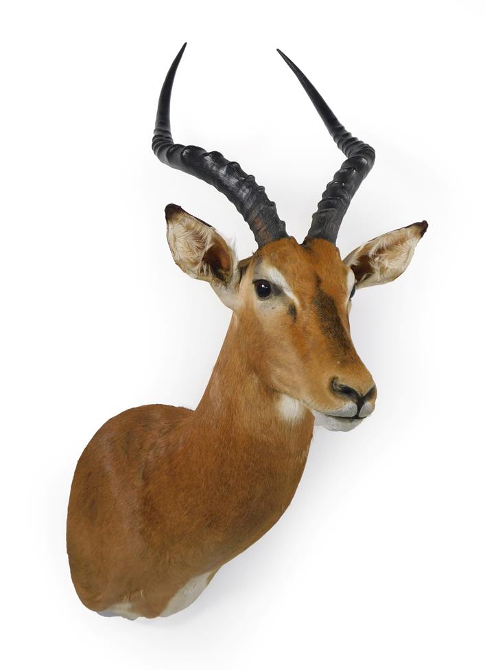Lot 39 - Taxidermy: Common Impala (Aepyceros melampus), modern, high quality shoulder mount looking straight