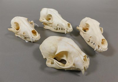 Lot 40 - Skulls/Anatomy: African Caracal & Black-Backed Jackal Skulls, modern, South Africa, a complete...