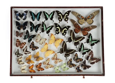 Lot 41 - Entomology: A Large Glazed of Display of African Butterflies, circa 21st Century, a large...