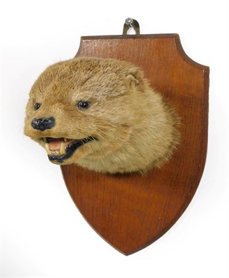 Lot 44 - Taxidermy: A Eurasian Otter Mask (Lutra lutra), circa 1960, by Edward Gerrard, Taxidermist, 61...