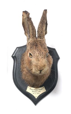 Lot 46 - Taxidermy: A Hare Head Mount (Lepus timidus), circa 25/02/1922, by Rowland Ward, 166...