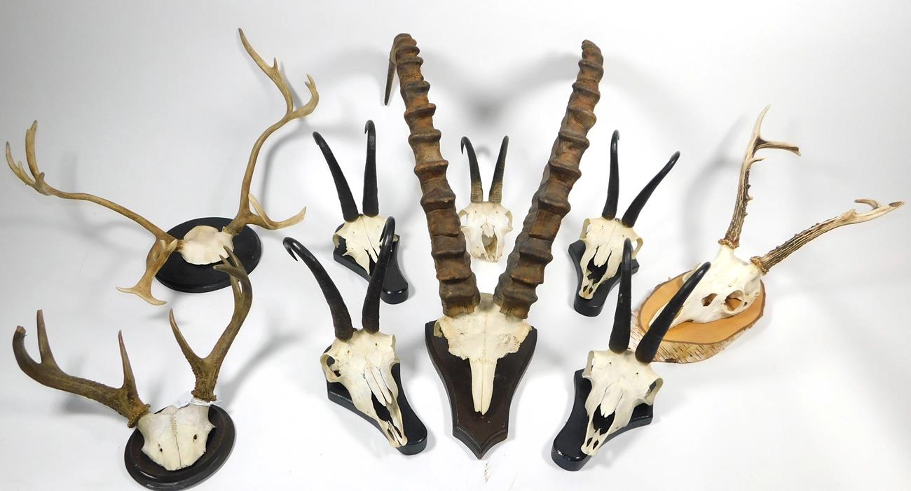 Lot 49 - Antlers/Horns: Siberian Ibex Horns , a pair of Siberian Ibex horns on cut upper frontlet,...
