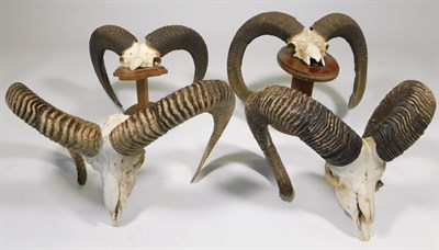 Lot 50 - Antlers/Horns: European Mouflon (Ovis aries musimon), circa late 20th century, four sets of...