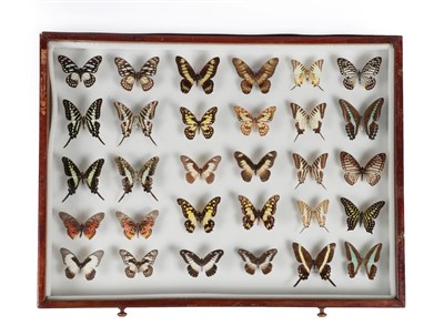 Lot 51 - Entomology: A Large Glazed of Display of African and Asian Butterflies, circa late 20th - 21st...