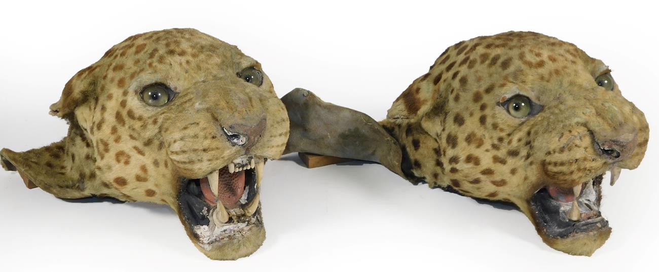 Lot 52 - Taxidermy: A Pair of Antique Indian Leopard Head Mounts (Panthera pardus), circa 1920-1930, by...