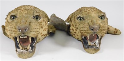 Lot 52 - Taxidermy: A Pair of Antique Indian Leopard Head Mounts (Panthera pardus), circa 1920-1930, by...
