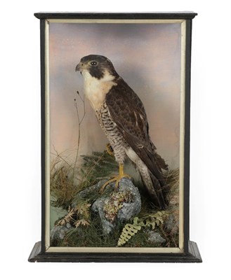 Lot 56 - Taxidermy: A Cased Peregrine Falcon (Falco peregrinus), circa 1900, by Alfred Thomas,...
