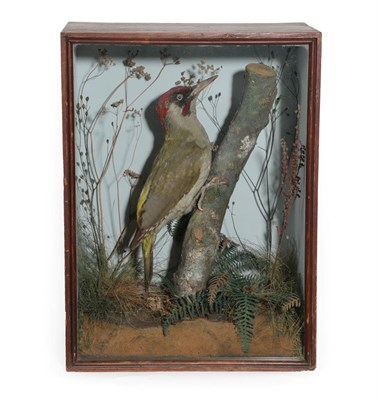 Lot 57 - Taxidermy: A Cased Green Woodpecker (Picus viridis), 1838-1906, by J.A. Cole, Castle Meadow,...