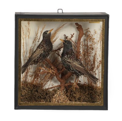 Lot 58 - Taxidermy: A Cased Pair of Common Starlings (Sturnus vulgaris), by James Rosewell, Ware, a pair...
