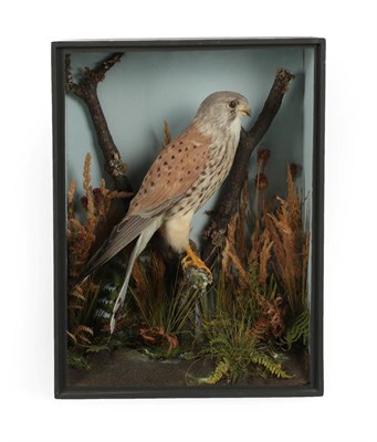 Lot 59 - Taxidermy: A Victorian Cased Common Kestrel (Falco tinnunculus), by T.E. Gunn, 86 St Giles...