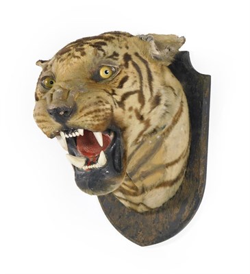 Lot 62 - Taxidermy: Bengal Tiger (Panthera tigris tigris), circa 1920-1930, by Van Ingen & Van Ingen,...