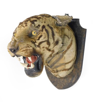 Lot 62 - Taxidermy: Bengal Tiger (Panthera tigris tigris), circa 1920-1930, by Van Ingen & Van Ingen,...
