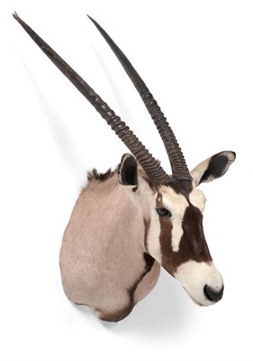 Lot 63 - Taxidermy: Gemsbok Oryx (Oryx gazella gazella), circa late 20th century, shoulder mount with...