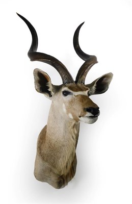 Lot 64 - Taxidermy: Cape Greater Kudu (Strepsiceros strepsiceros), circa late 20th century, shoulder...