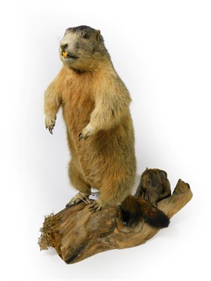 Lot 65 - Taxidermy: Alpine Marmot (Marmota mamota), circa late 20th century, a full mount adult stood...