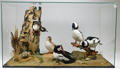Lot 69 - Taxidermy: A Large Cased Diorama of Bufflehead Ducks (Bucephala albeola), circa late 20th...