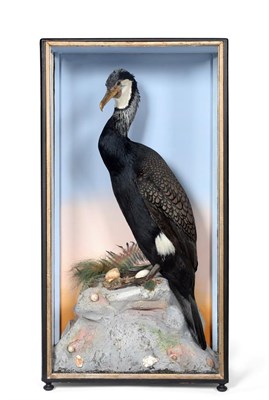 Lot 71 - Taxidermy: A Fine Quality Victorian Cased Great Cormorant (Phalacrocorax carbo), by James...