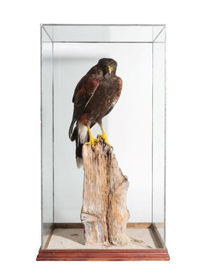 Lot 73 - Taxidermy: A Cased Harris Hawk (Parabuteo unicinctus), circa 1993, by R.L. Paylor, Taxidermy,...