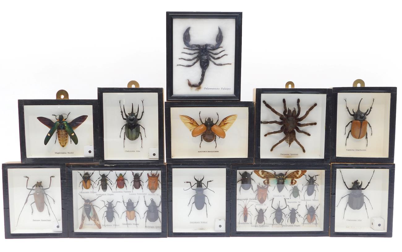 Lot 74 - Entomology: A Collection of Beetles & Insects, modern, eleven various sized framed displays of...