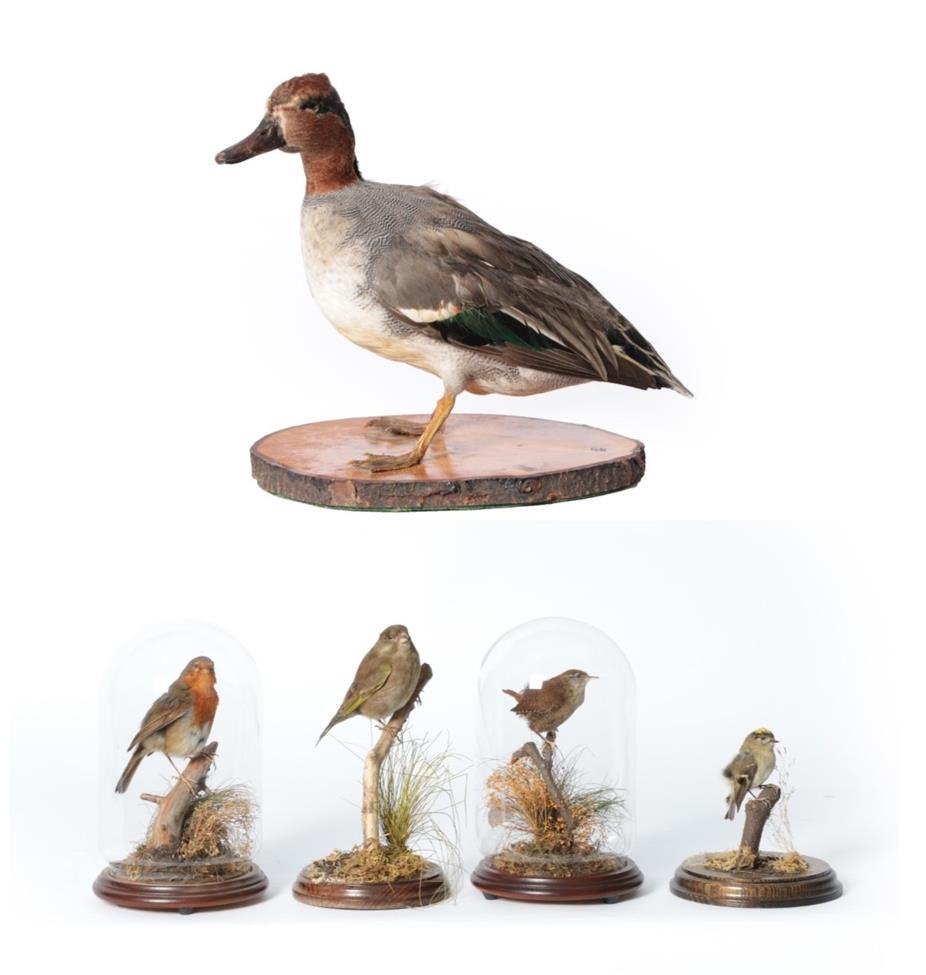 Lot 75 - Taxidermy: A Collection of Five Various British Birds, circa late 20th century, to include - a full