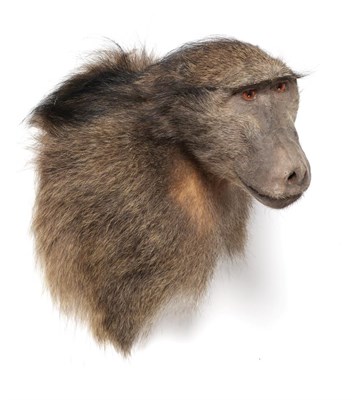Lot 76 - Taxidermy: Baboon (Papio hamadryas ursinus), modern, shoulder mount with head turning to the right