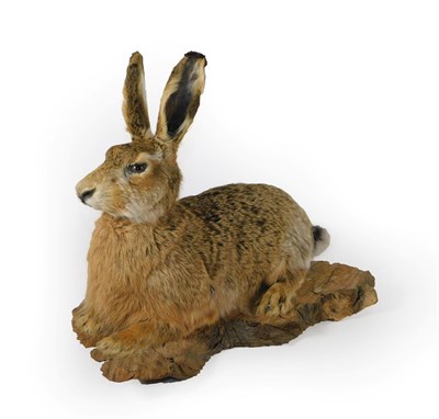 Lot 77 - Taxidermy: European Hare (Lepus timidus), circa 1992, full mount male in recumbent position,...