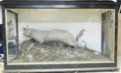 Lot 81 - Taxidermy: A Large Late Victorian Cased Eurasian Otter, circa 1880-1900, a full mount adult...