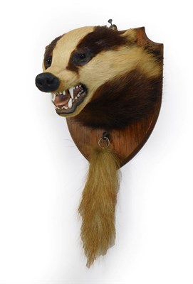 Lot 82 - Taxidermy: An Early 20th Century Badger Mask (Meles meles), by Edward Gerrard, Taxidermist, 61...