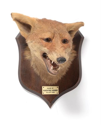 Lot 83 - Taxidermy: A Red Fox Mask (Vulpes vulpes), circa Oct/12/ 1936, by Peter Spicer & Son's,...