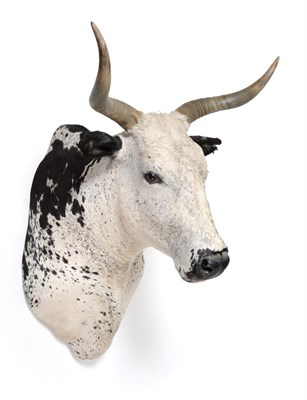 Lot 85 - Taxidermy: A Fine Quality Large Nguni Bull Shoulder Mount (Bos taurus), modern, very fine...