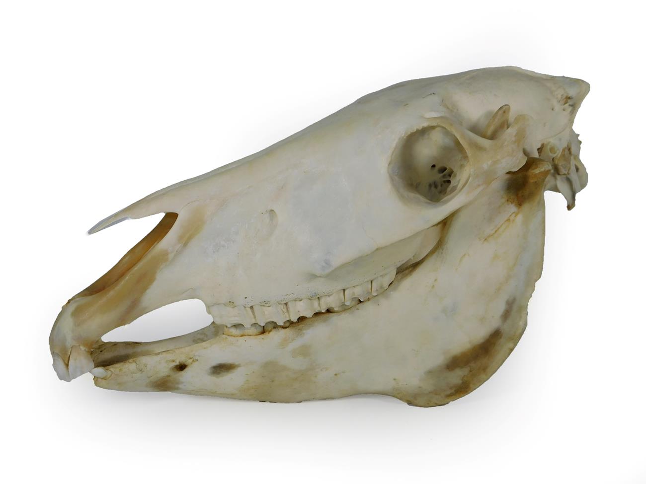 Lot 87 - Skulls/Anatomy: Burchell's Zebra Skull (Equus quagga), modern, complete bleached skull, 46cm by...