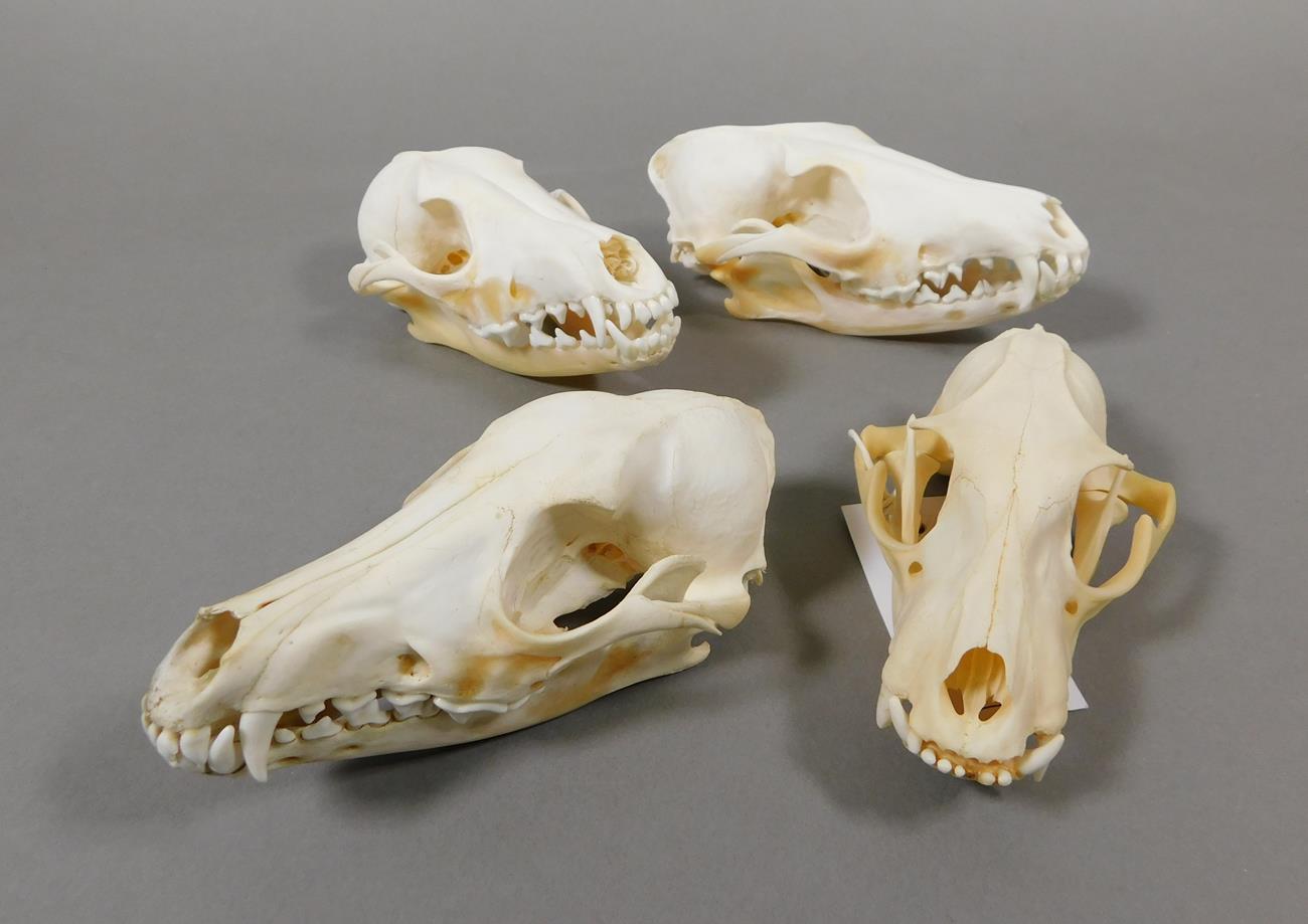 Lot 88 - Skulls/Anatomy: African Caracal & Black-backed Jackal Skulls, modern, South Africa, a complete...