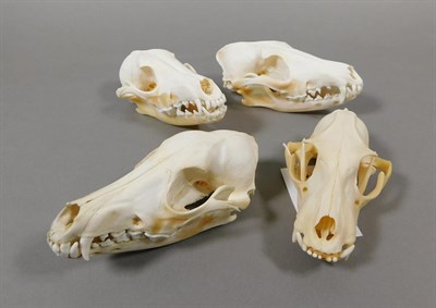 Lot 88 - Skulls/Anatomy: African Caracal & Black-backed Jackal Skulls, modern, South Africa, a complete...