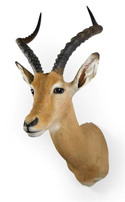 Lot 89 - Taxidermy: Common Impala (Aepyceros melampus), modern, shoulder mount looking slightly to the left