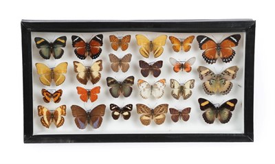 Lot 90 - Entomology: A Single Glazed Display of African Butterflies, circa 21st Century, a single glazed...