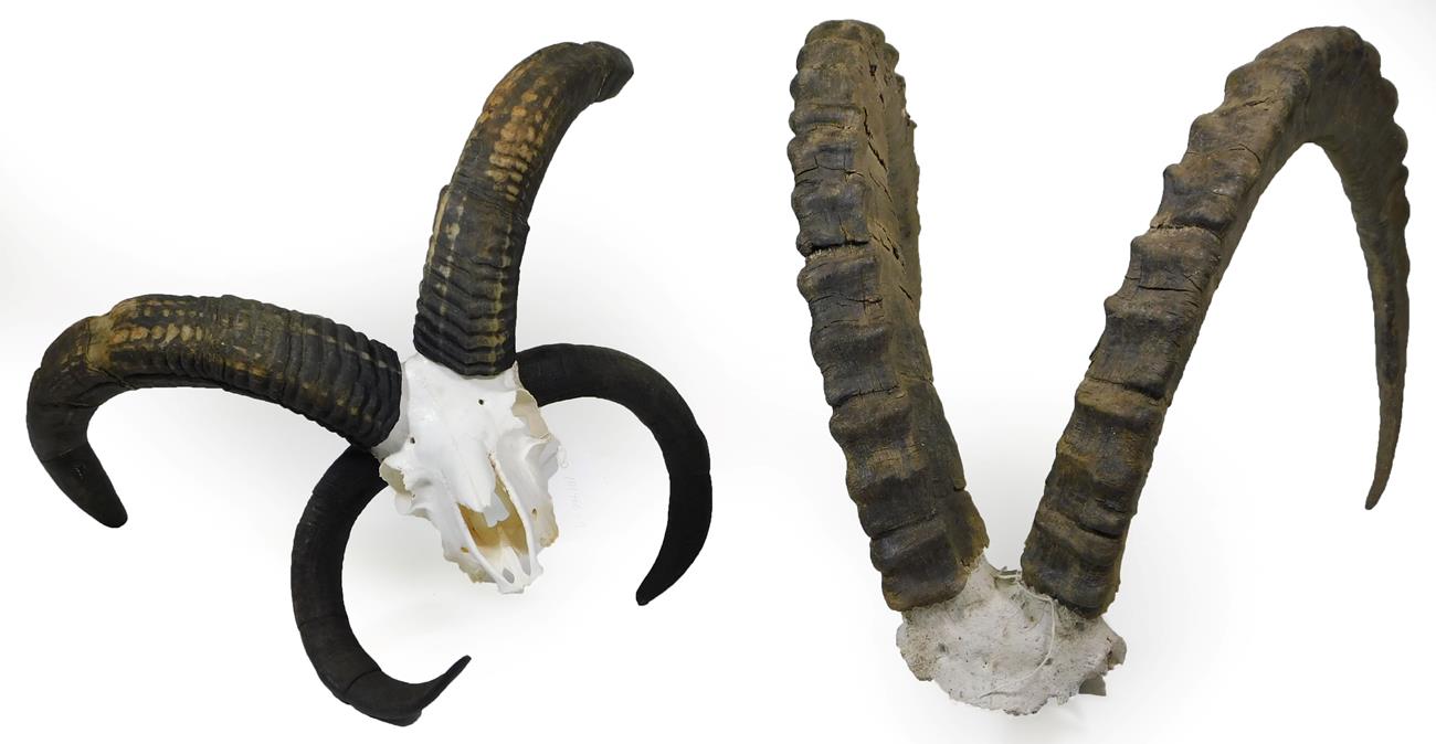 Lot 91 - Antlers/Horns: Jacob Sheep/Siberian Ibex, a set of Jacob Sheep horns on full upper skull,...