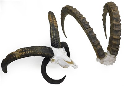 Lot 91 - Antlers/Horns: Jacob Sheep/Siberian Ibex, a set of Jacob Sheep horns on full upper skull,...