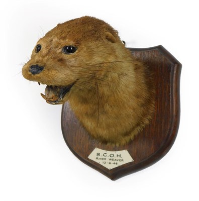 Lot 92 - Taxidermy: A Eurasian Otter Mask (Lutra lutra), circa 12/06/1948, by Bill Cox, Taxidermist, 36...