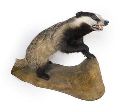 Lot 93 - Taxidermy: European Badger (Meles meles), circa 1998, full mount adult in defensive pose with mouth