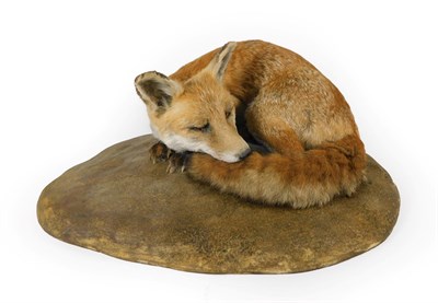 Lot 94 - Taxidermy: Red Fox (Vulpes vulpes), circa late 20th century, in curled recumbent position, laid...