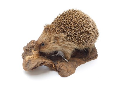 Lot 95 - Taxidermy: Common Garden Hedgehog (Erinaceinae), circa late 20th century, full mount adult...